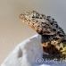 lizard_lava_galapagos_nsey_h_0039_ecu0233.jpg